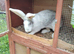 Adults continental giant rabbits females