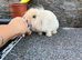 2 Female Mini-Lionhead Lops for Sale