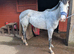 16hh+ TB mare 3 years untraced/ unbacked