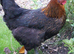 POINT OF LAY PULLETS - MANY BREEDS / LIGHT SUSSEX, CUCKOO MARAN, WHITE LEGHORNS, ETC