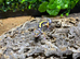 Bold Jungle Leopard Gecko at Birmingham Reptiles