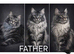 Last two (16 weeks old) female mainecoon kittens