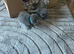 (One left boy and one girl left )have first litter of five amazing Bsh blues kittens(one boy left)