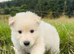 German Shepherd pups