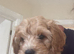 F1B Cavapoo puppies READY NOW