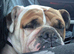 English bulldog