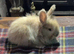 Gorgeous Angora Rabbits, Pure Bred Full Faced.