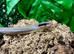 Summer Special Vietnamese Blue Beauty Rat Snake