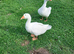 Embden Geese for Sale