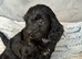 Cockapoo Puppies looking for there forever home