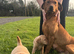3 Labrador girls