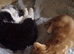 Ginger Kitten