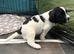 Springer pups for sale