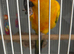 Sun conure
