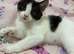 Black & white kitten