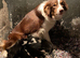 Border Collie Pups