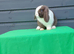 Gorgeous mini lop rabbits ready now