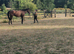 14.3/15hh thoroughbred gelding