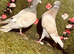 Colour racing pigeons
