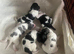 Cavapoo puppies
