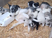 Lovely Farm Reared Merle Pups