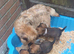 Kc reg border terrier puppies
