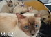 RAGDOLL KITTEN