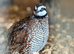 Japanese Coturnix Quails for sale