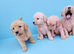 Gorgeous Labradoodle puppies