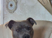 Staffy x American bulldog