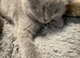 Beautiful British Shorthair Cross Male Kitten Looking for a Loving Home