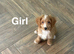 Lovely girls and boys cockapoo ready now