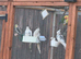 5 cockatiels & various love birds