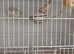Pair of dimirphic canaries and like new cage