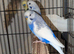 Budgie's