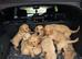READY NOW KC Golden Retreiver Puppies