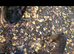 6 Belgian malinois cross whippet puppies for sale