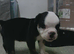 New English Bulldogs puppies