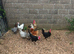 Chickens for sale