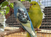 Young Budgies