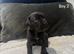 Cane corso puppies - excellent example of their breed
