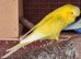 Budgies