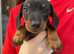 READY NOW cuddly miniature Dachshunds ️