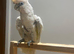 Lovely Stunning Ducorp Cockatoo Parrot