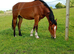 RID 2year old gelding