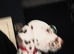 Six beautiful dalmatian puppies