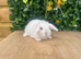 Mini lops ( Est since 2014 )