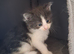 **Beautiful Maine Coon Kittens for Sale**