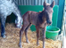 Class 1 broodmare