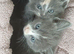 Kittens looking for new homes